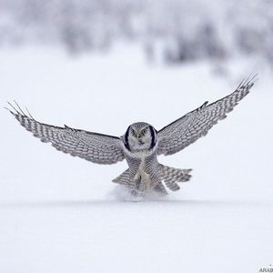 Meet your Posher, Omar